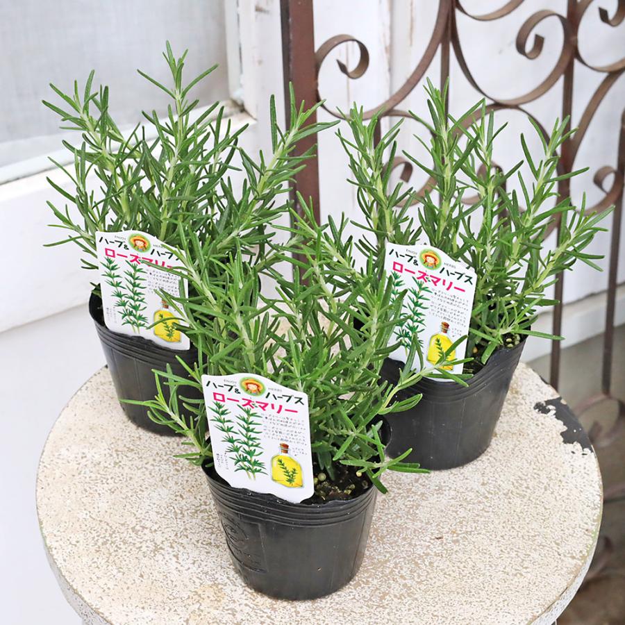 ハーブ・ローズマリー（スタンドタイプ）香り高い❗ボリューム◎！観葉植物！高さ85 ハーブ苗 ローズマリー 3号 常緑 多年草 立性 庭 香り 料理 丈夫