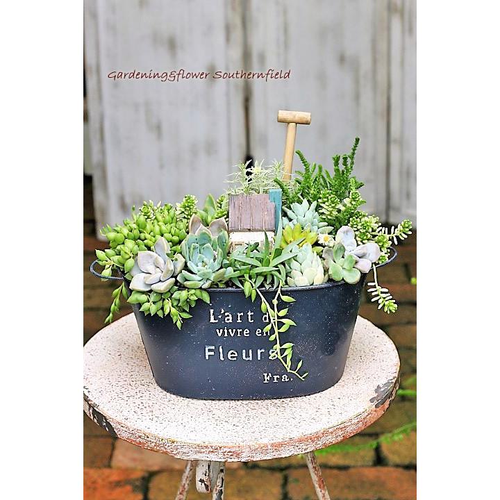 多肉植物寄せ植え ピーチネックレス タイトゴメ セダム ナチュラルアンティーク調ブリキポットnavy 誕生日祝い 新築祝い プレゼント Ta 185 サザンフィールド Gardeningshop 通販 Yahoo ショッピング