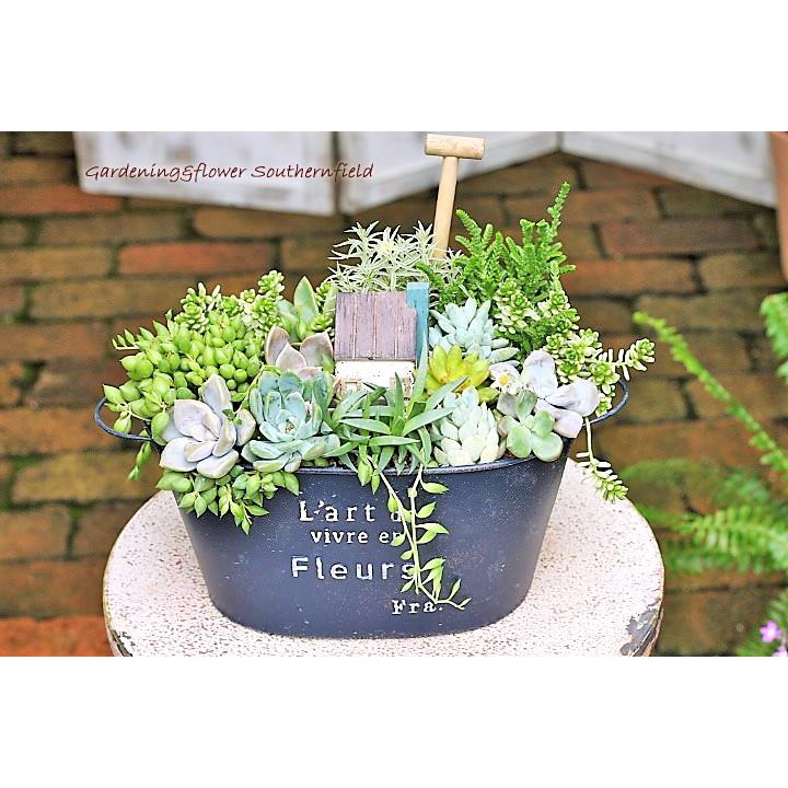 多肉植物寄せ植え ピーチネックレス タイトゴメ セダム ナチュラルアンティーク調ブリキポットnavy 誕生日祝い 新築祝い プレゼント Ta 185 サザンフィールド Gardeningshop 通販 Yahoo ショッピング
