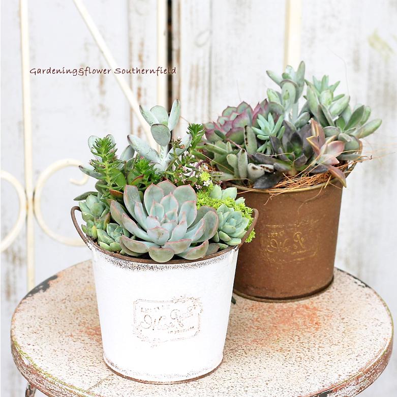 多肉植物 寄せ植え ジャシリー 福だるま 群月花 アンティーク調ブリキ White 誕生日祝い 新築祝い プレゼント Ta 8 サザンフィールド Gardeningshop 通販 Yahoo ショッピング