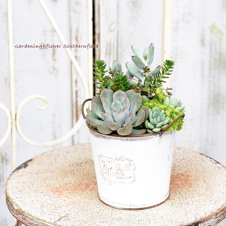 多肉植物 寄せ植え ジャシリー 福だるま 群月花 アンティーク調ブリキ White 誕生日祝い 新築祝い プレゼント Ta 8 サザンフィールド Gardeningshop 通販 Yahoo ショッピング