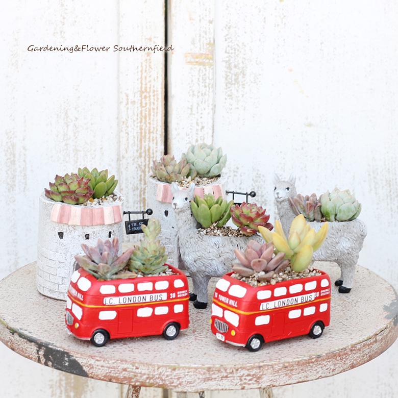 多肉植物寄せ植え ミニロンドンバスポット ミニアルパカポット かわいい おしゃれ 室内 グリーン 70 Off