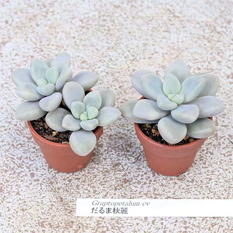 2苗セット 多肉植物 プラグ苗 1号ポット 多年草 丈夫 かわいい 庭