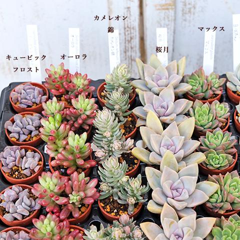 4苗セット 多肉植物 プラグ苗 1号ポット 多年草 育てやすい かわいい