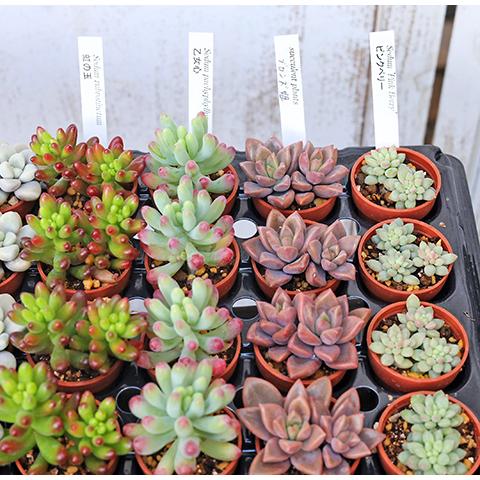 4苗セット 多肉植物 プラグ苗 1号ポット 多年草 育てやすい かわいい
