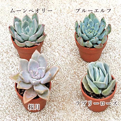 4苗セット 多肉植物 プラグ苗 1号ポット 多年草 育てやすい かわいい