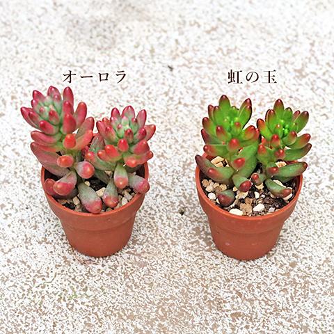 【おまとめ中】プラグ苗4種　多肉植物 4苗セット 多肉植物 プラグ苗 1号ポット 多年草 育てやすい かわいい