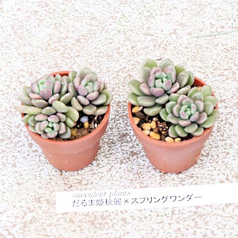4苗セット 多肉植物 プラグ苗 1号ポット 多年草 育てやすい かわいい