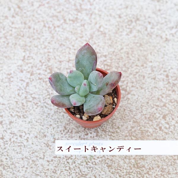 4苗セット 多肉植物 プラグ苗 1号ポット 多年草 育てやすい かわいい