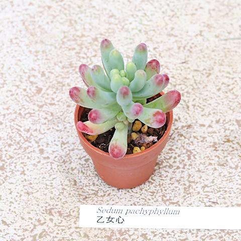 10苗セット 多肉植物 プラグ苗 1号ポット 多年草 育てやすい かわいい