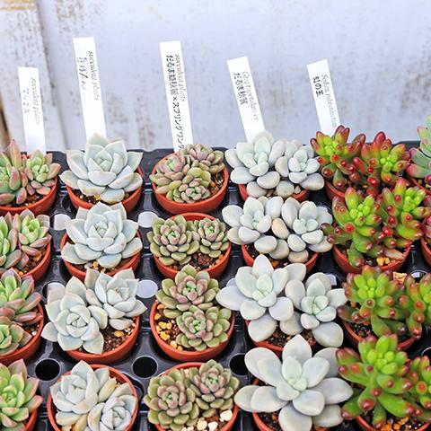 10苗セット 多肉植物 プラグ苗 1号ポット 多年草 育てやすい かわいい