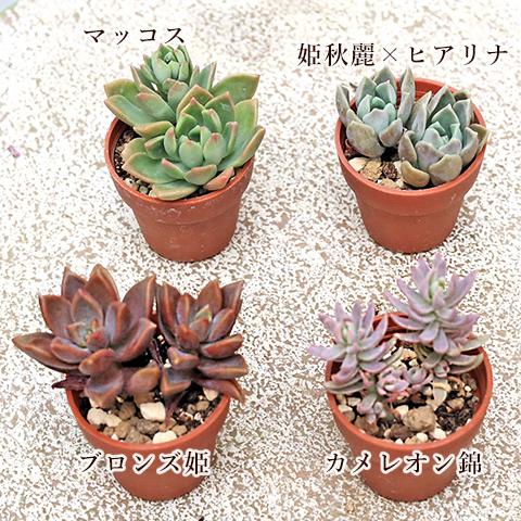10苗セット 多肉植物 プラグ苗 1号ポット 多年草 育てやすい かわいい