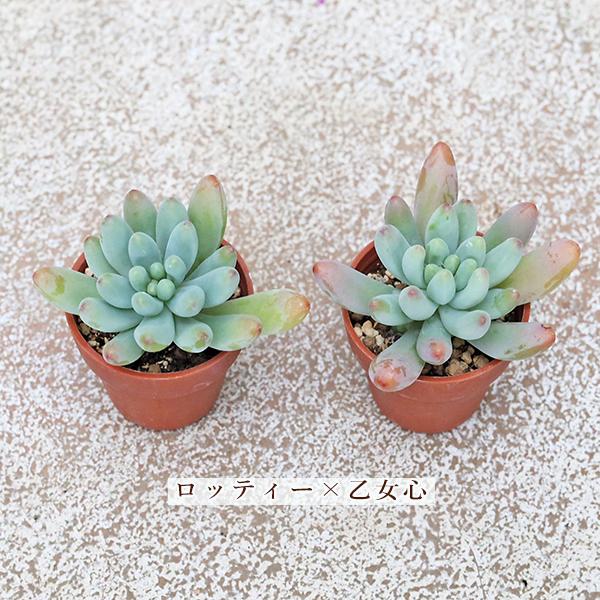 2苗セット 多肉植物 プラグ苗 1号ポットver3 多年草 丈夫 かわいい 庭