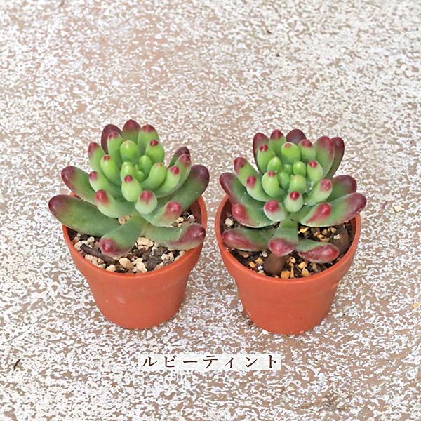 2苗セット 多肉植物 プラグ苗 1号ポットver3 多年草 丈夫 かわいい 庭