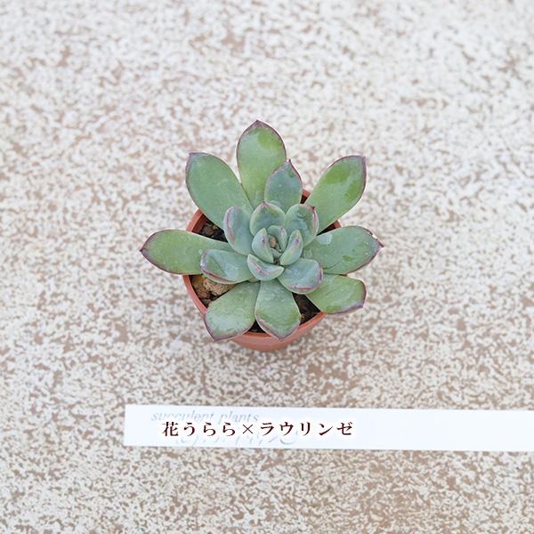 2苗セット 多肉植物 プラグ苗 1号ポットver3 多年草 丈夫 かわいい 庭
