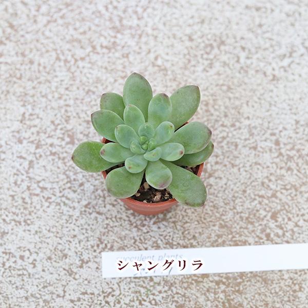 2苗セット 多肉植物 プラグ苗 1号ポットver3 多年草 丈夫 かわいい 庭