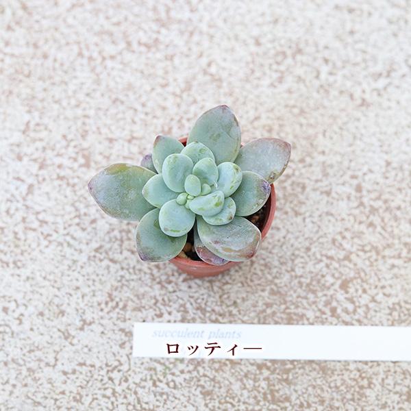 2苗セット 多肉植物 プラグ苗 1号ポットver3 多年草 丈夫 かわいい 庭