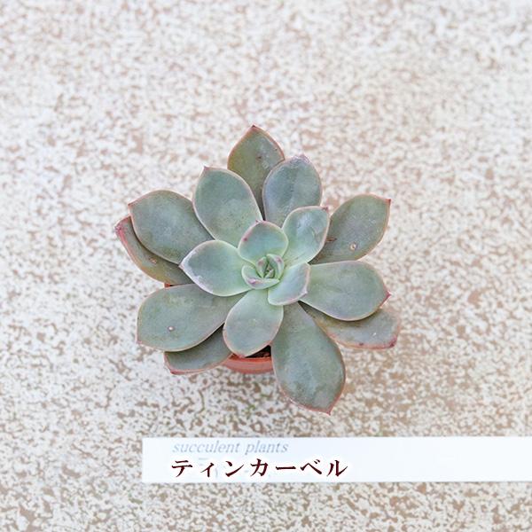 2苗セット 多肉植物 プラグ苗 1号ポットver3 多年草 丈夫 かわいい 庭