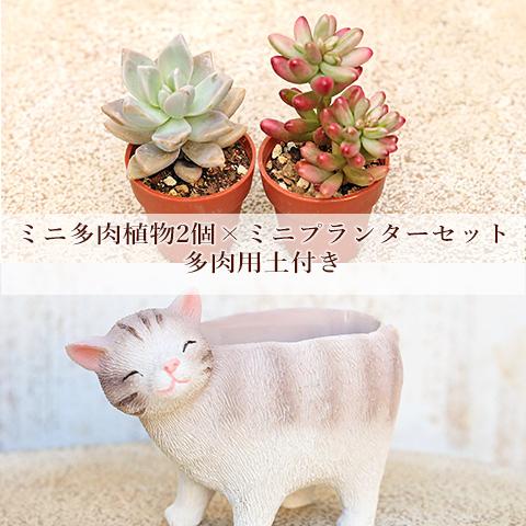 多肉植物2個×ミニプランターセット リールシネット ポット 培養土付き