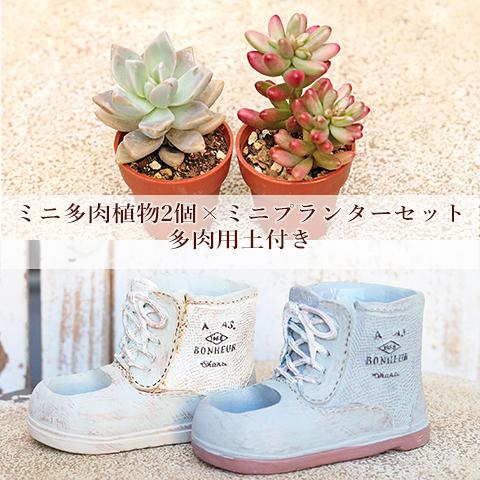 多肉植物2個× ブーツ型 キュイールポット ホワイト セット 培養土付き