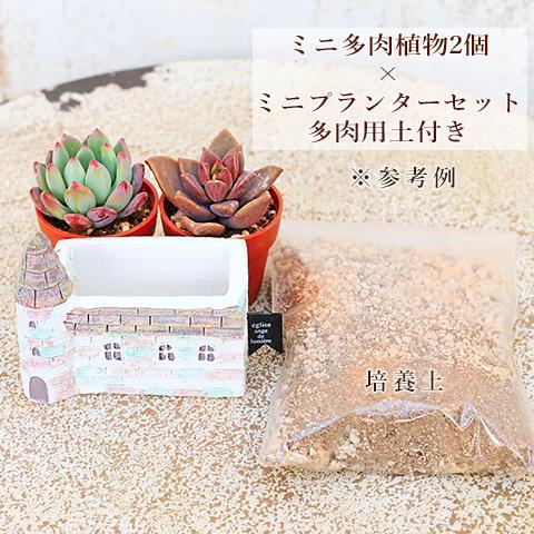 多肉植物2個× ブーツ型 キュイールポット ホワイト セット 培養土付き