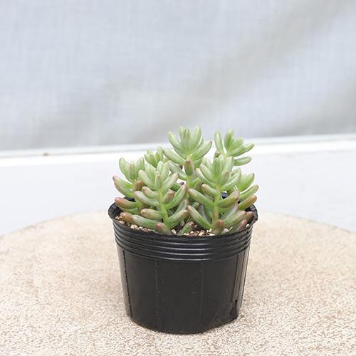 6カット】セダム『オーロラ』多肉植物 根なし お試しに♡ 1.5〜2㌢程