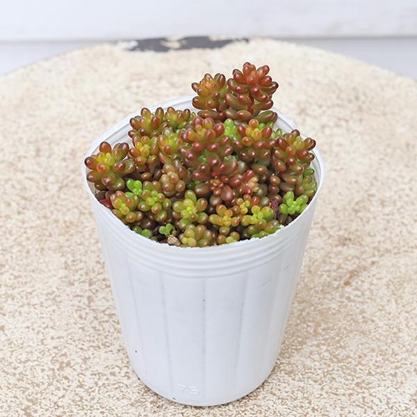 レッドローズ エケベリア 多肉植物 ポットごと 多肉植物♥゛レッドベリー 7.5cmポット苗 ハニーミント : フラワー・ガーデニング