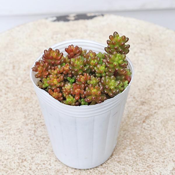 多肉植物 レッドベリー 2.5号 育てやすい 乾燥に強い 丈夫 紅葉する