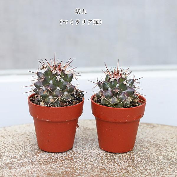 2苗セット サボテン 多肉植物 プラグ苗 1号ポット 多年草 ミニ 人気