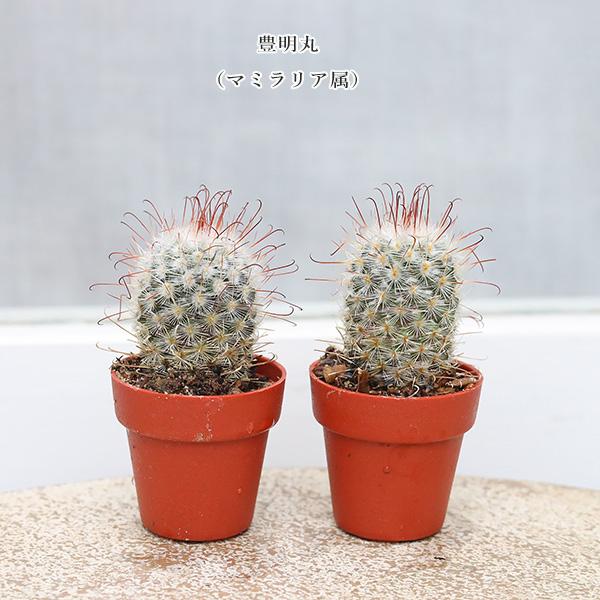4苗セット サボテン 多肉植物 プラグ苗 1号(3cm)ポット 多年草 ミニ