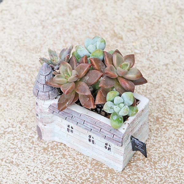 園芸用品 おしゃれ木製プランター ホワイト 寄せ植え 多肉植物