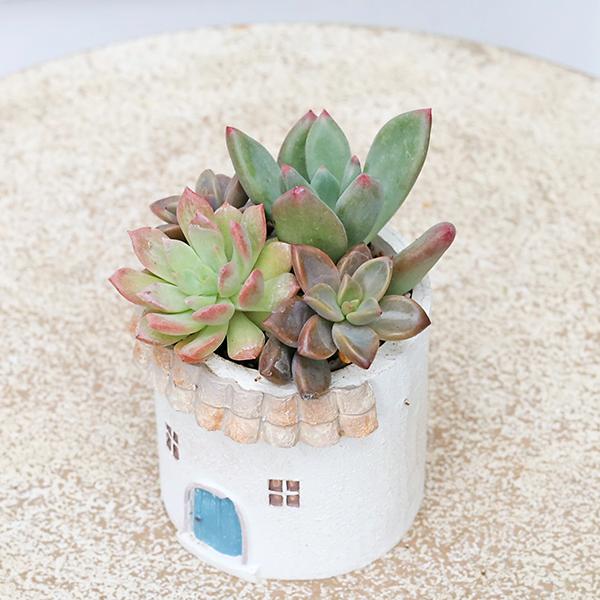 現品販売 かわいいプランター×ミニ多肉植物寄せ植え 多年草 鉢 雑貨