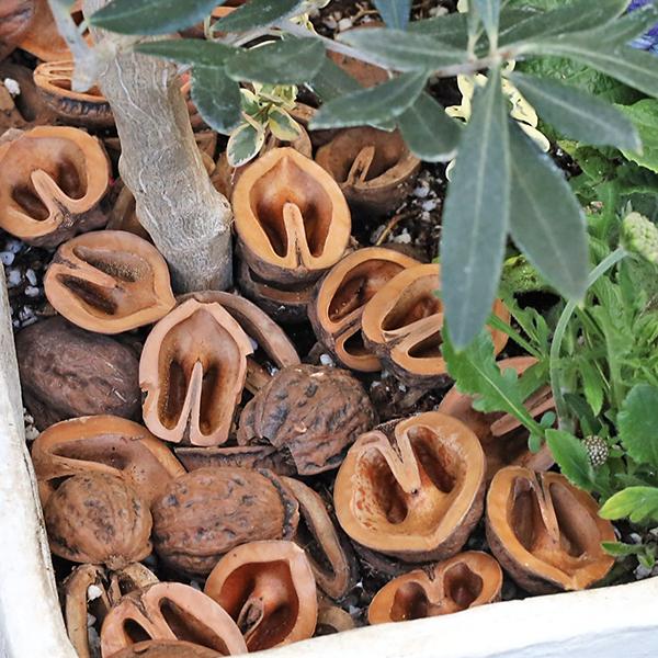 園芸用品 くるみチップ 1Lリットル クルミ 殻 おしゃれ マルチング 土