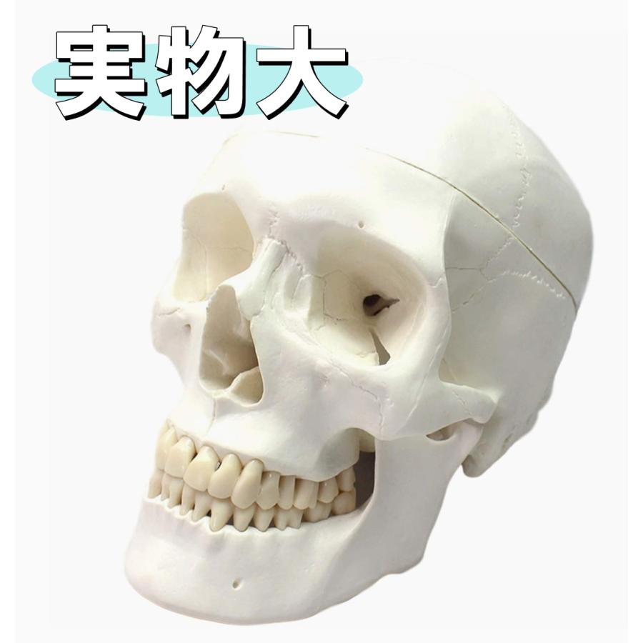 (未使用･未開封品)　実物大 超精密 頭蓋骨 模型 顎関節 可動 タイプ 歯科 耳鼻科 眼科 学校教材用 頭部 プロップ 骸骨 髑髏 ドクロ スカル ガイコツ 骨 目印に便利、 f4u0baa Amazon.co.jp: 実物大 超精密 頭蓋骨 模型 顎関節 可動 タイプ