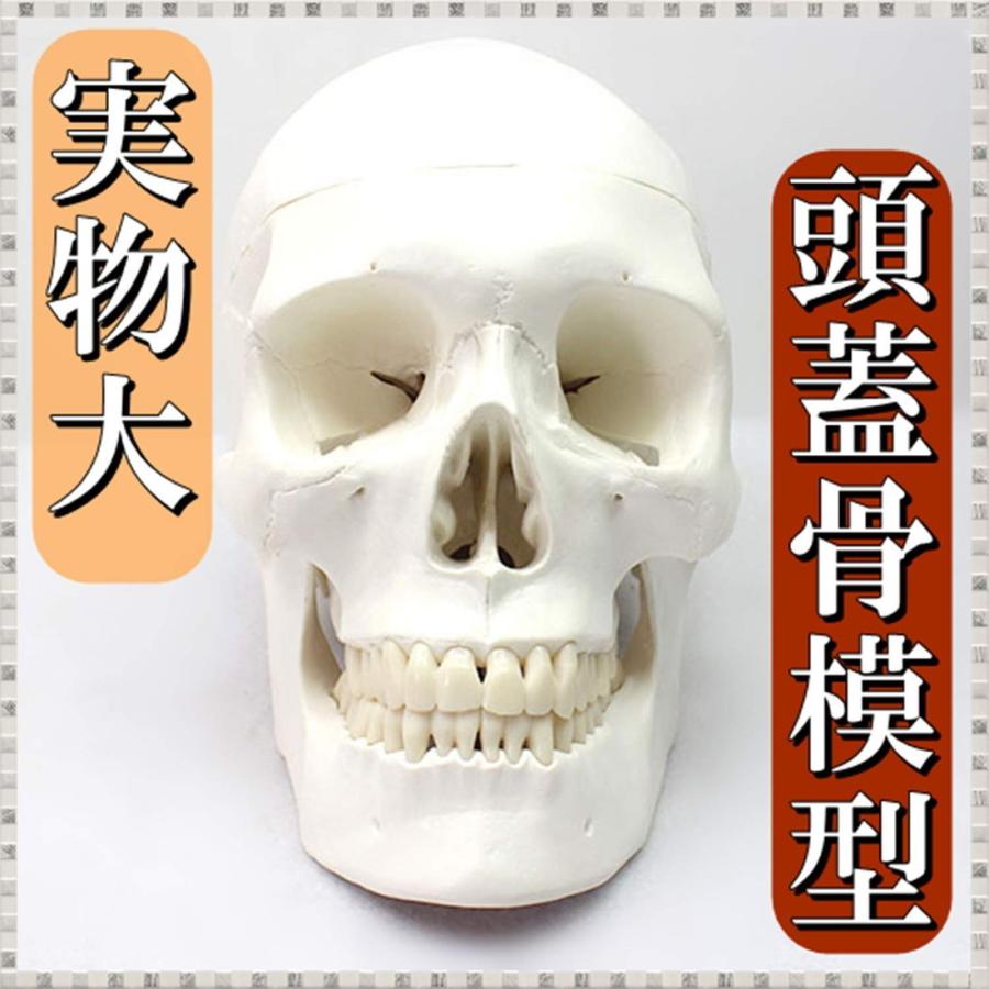実物大 サイズ 頭蓋骨 頭部 顎関節 人体 模型 可動 超精密 モデル タイプ 学校 医学 教材 展示 装飾 デッサン 用 髑髏 骸骨 送料無料 Hos J62 Hoshi J62 サザンウインド 通販 Yahoo ショッピング