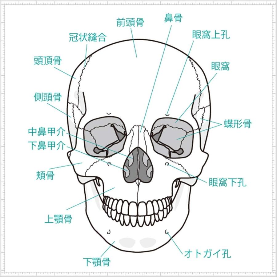 実物大 サイズ 頭蓋骨 頭部 顎関節 人体 模型 可動 超精密 モデル