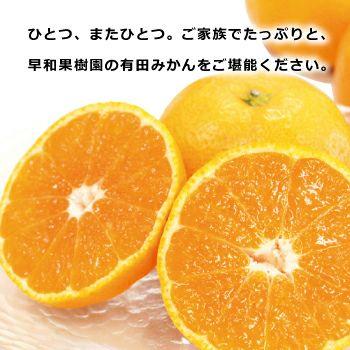 早和果樹園 お歳暮 みかん 有田みかん 産地直送 味まろみかん 3kg