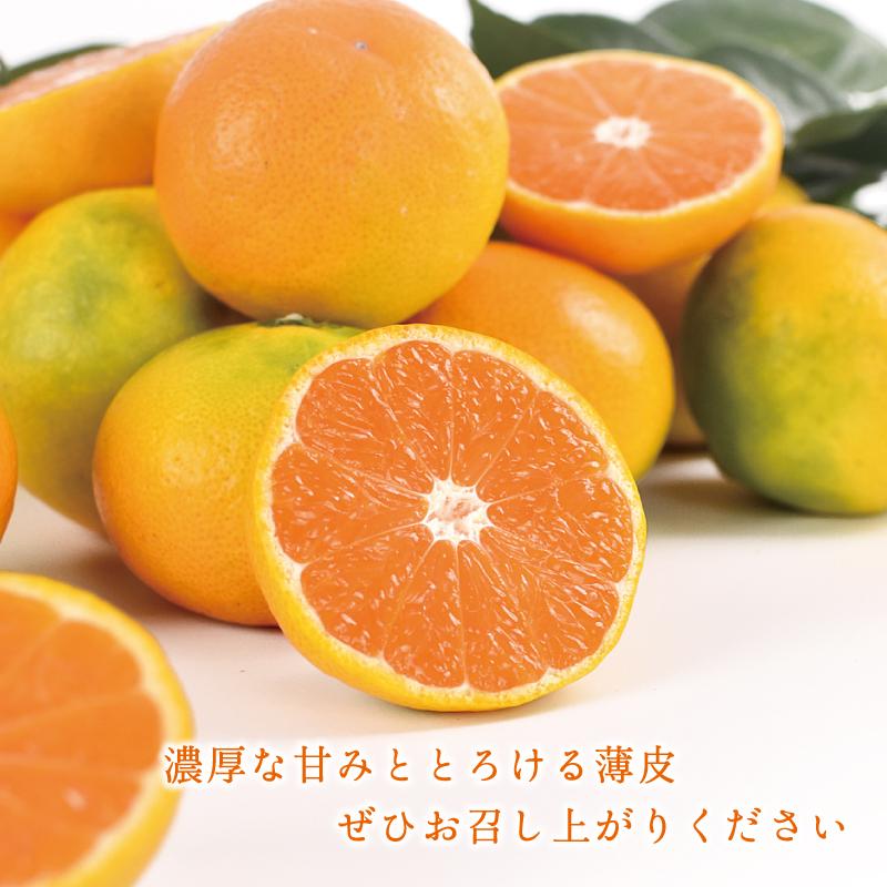 早和果樹園 みかん ゆら早生 10kg 残り1 箱 国産 予約 送料無料 極早生