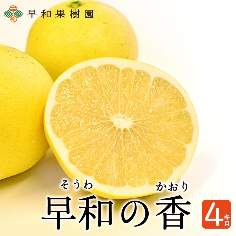 早和の香 4kg入 そうわのかおり 有田 カンキツ 柑橘 限定 早和果樹園