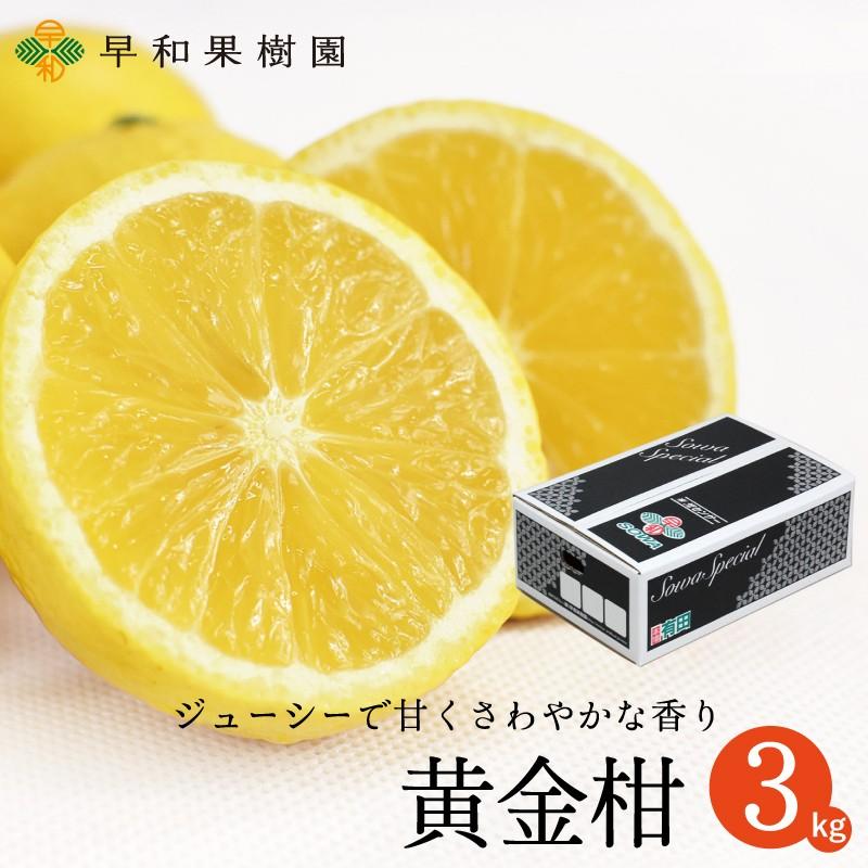 早和果樹園 黄金柑 3kg 送料無料 ゴールデンオレンジ 和歌山 有田産