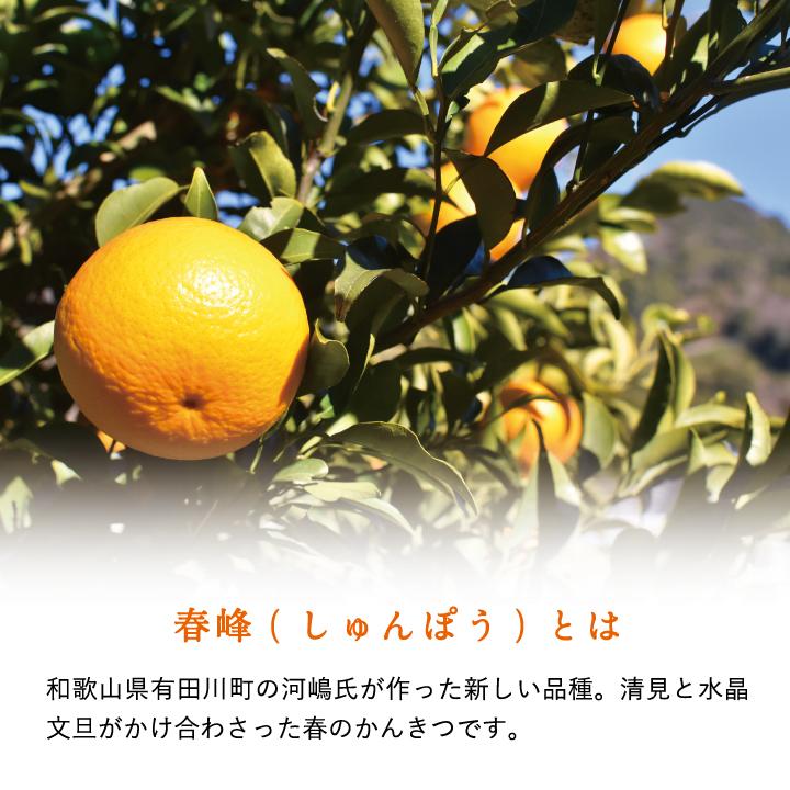 早和果樹園 春峰 4kg 柑橘 清見 オレンジ 水晶文旦 かけ合わせ 希少 春