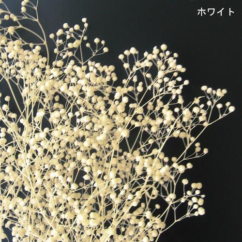 タケダ（takeda） かすみ草 カスミソウ S takeda グリーン エンジェル