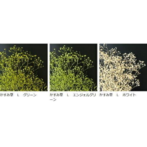 かすみ草 大束 グリーン エンジェルグリーン ホワイト かすみ カスミ草