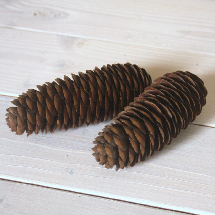 天然素材 ドイツトウヒの松ぼっくり/松かさ 2個 （純国産） : 素材屋