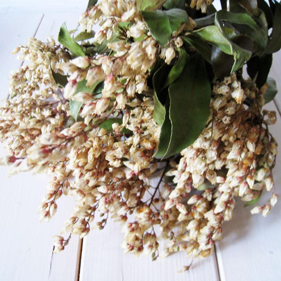 天然素材 アセビ 馬酔木 のドライフラワー 3本１束 リース素材 ドライ素材 Dry Asebi 素材屋 金魚 通販 Yahoo ショッピング