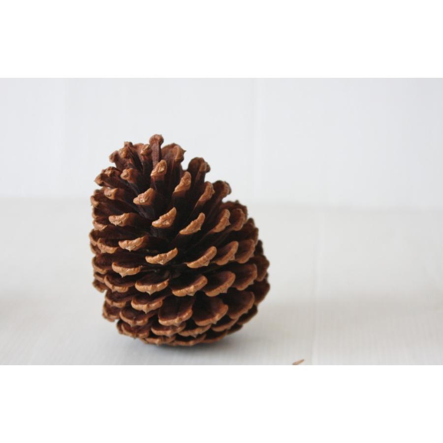 BIG14cm100個やすの松ぼっくり BIG14cm100個やすの松ぼっくり BIG14cm100個やすの松ぼっくり新品