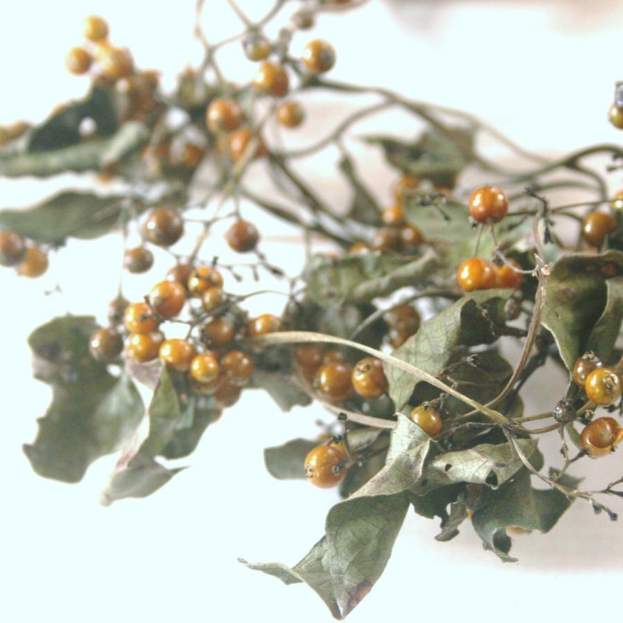 天然素材 ヘクソカズラの実 つる付き リース素材 ドライ素材 Hekusokazura 素材屋 金魚 通販 Yahoo ショッピング