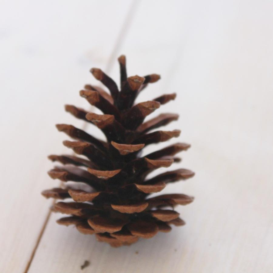 松ぼっくり 松ぼっくり/松かさ Mサイズ:約4〜6cm 50個 1セット 自然色 国産 天然