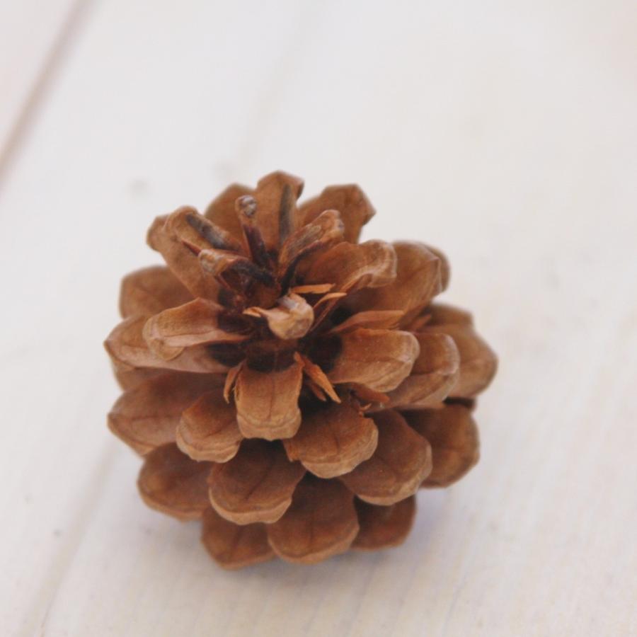 松ぼっくり/松かさ SSサイズ:約2〜4cm 50個 1セット 自然色（純国産