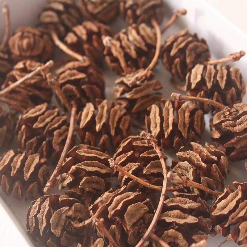 天然素材 メタセコイアの実個 木の実 Meta 1 素材屋 金魚 通販 Yahoo ショッピング